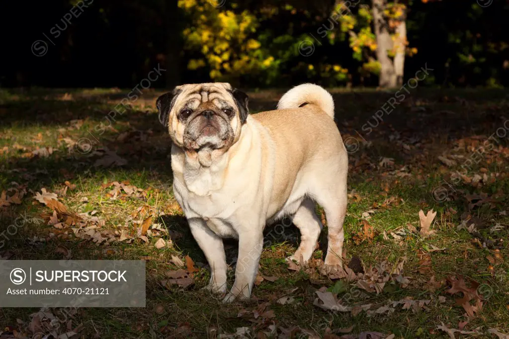 Pug dog standing in patch of sunlight, USA