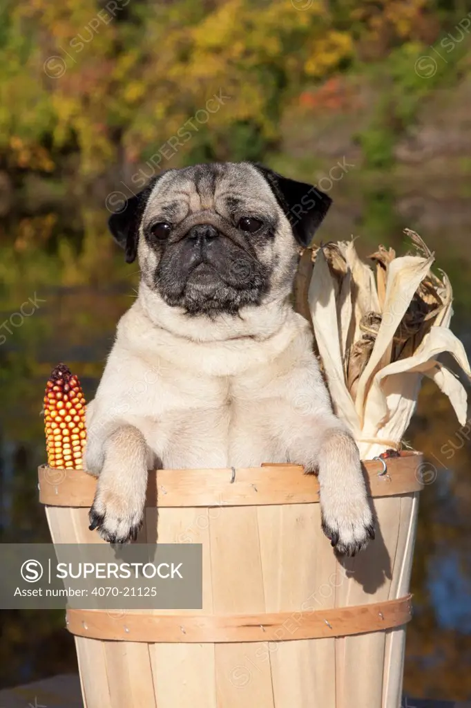 Female Pug in an  basket with Indian corn. USA
