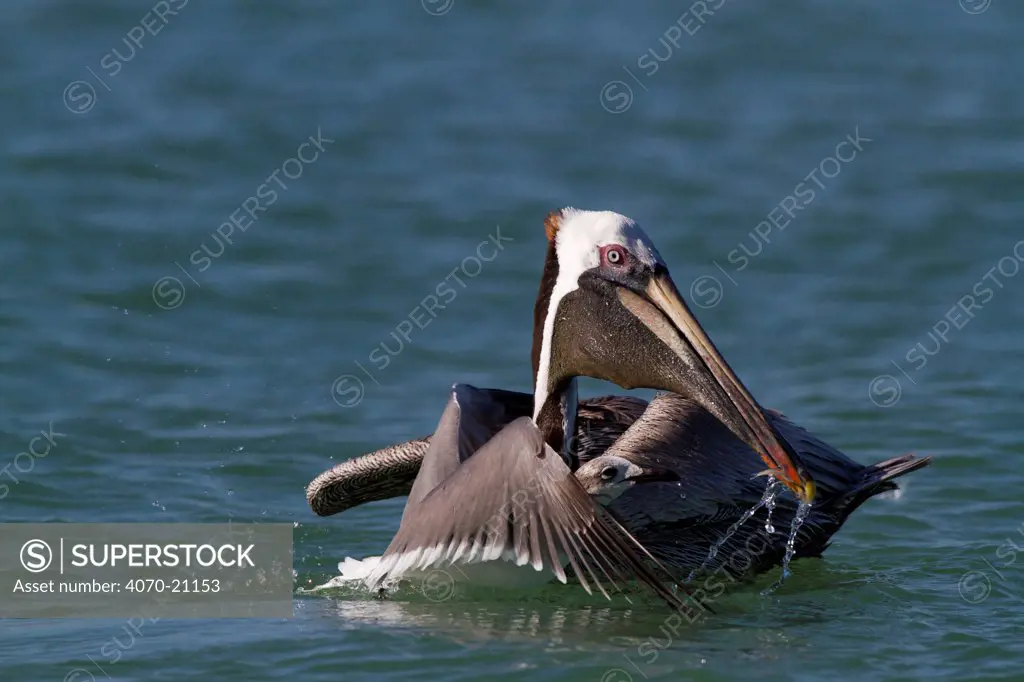 Eastern Brown Pelican (Pelecanus occidentalis carolinensis) draining gular pouch after surfacing from a dive, with Laughing Gull (Larus atricilla) opportunistically mobbing it for dropped fish. Pinellas County, Florida, USA, January.