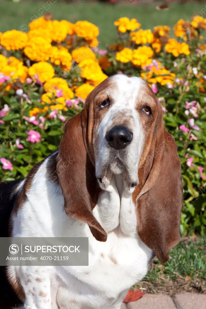 Portrait of tri-color Basset Hound male dog against flowers. USA