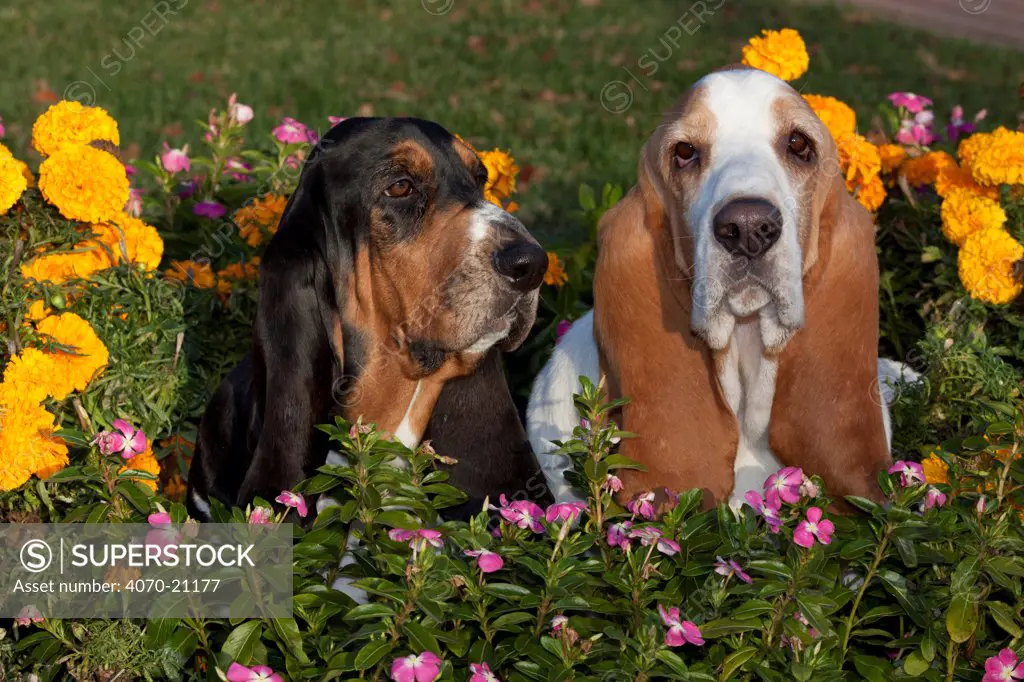 Two Basset Hounds (dark tri-color on left; red and white on right)among  autumn garden flowers. USA