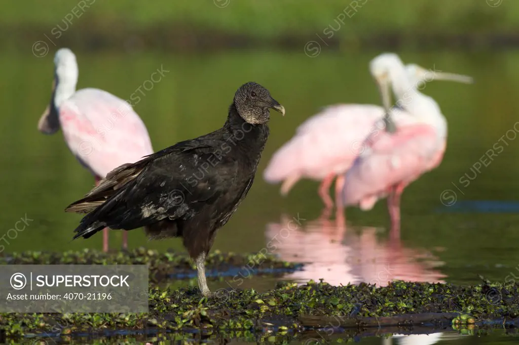 Black Vultures (Coragyps atratus) along shore of freshwater lake with Roseate Spoonbills (Ajaia ajaja) in background. Sarasota County, Florida, USA, April.