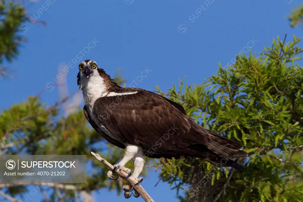 Osprey (Pandion haliaetus) in Bald cypress Trees. Blue Cypress Lake, Vero Beach, Florida, USA, April.