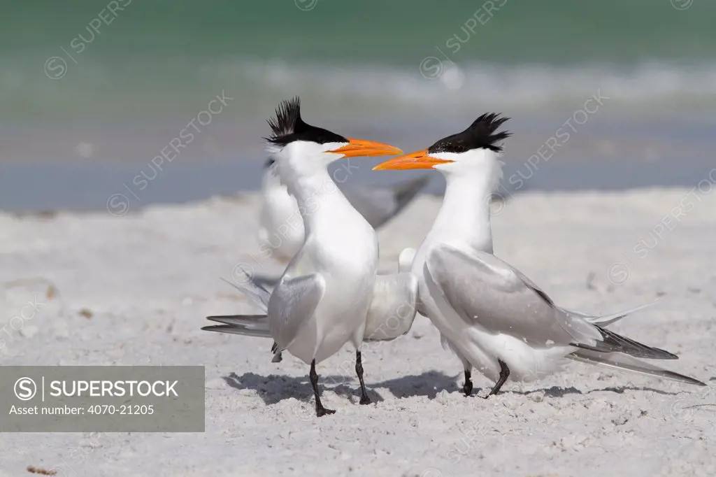 Royal Terns (Thalasseus maxima / Sterna maximus) stepping toward and then around each other in courtship ritual. Gulf of Mexico beach, St. Petersburg, Florida, USA, April.