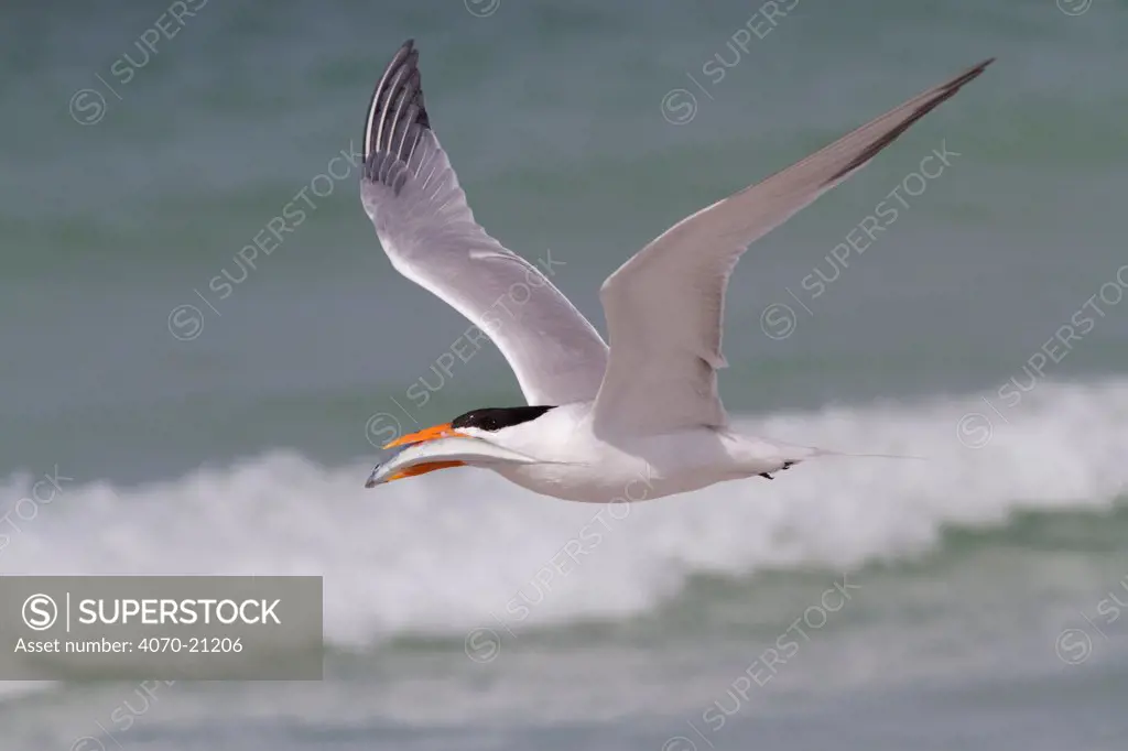 Royal Tern (Thalasseus maxima / Sterna maximus) in flight, with Scaled Sardine, which it will offer to a female as part of courtship behavior. Gulf of Mexico beach, St. Petersburg, Florida, USA, April.