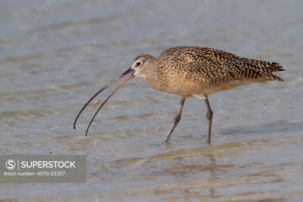Long-Billed Curlew (Numenius americanus) with Fiddler Crab (Unca sp.) plucked from sand. St. Petersburg, Florida, USA, April.