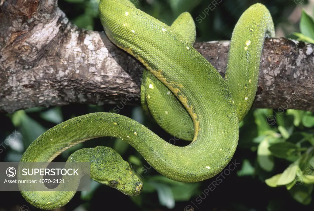 Green tree python Chondopython viridis} captive, USA 