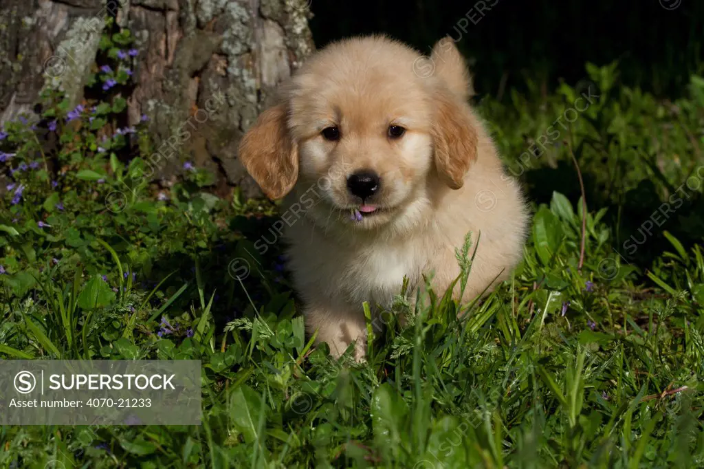 Golden Retriever puppy eating a flower. USA