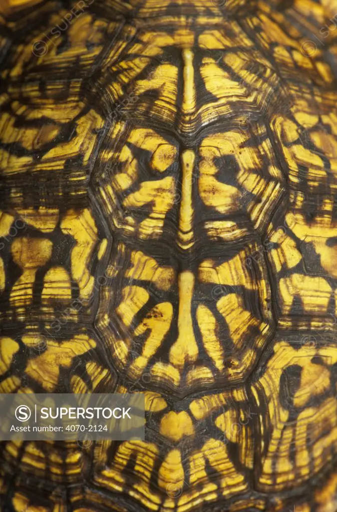 Close up of carapace shell of Eastern box turtle Terrapene carolina carolina} Michigan, USA