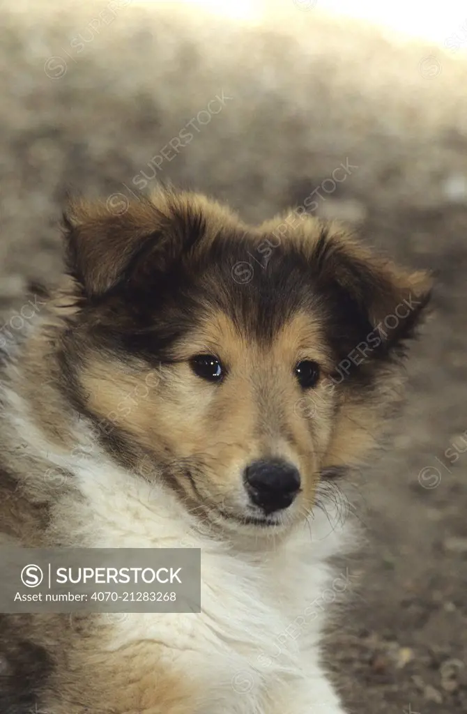 Domestic dog, Rough coated Collie / Scottish Collie, puppy 