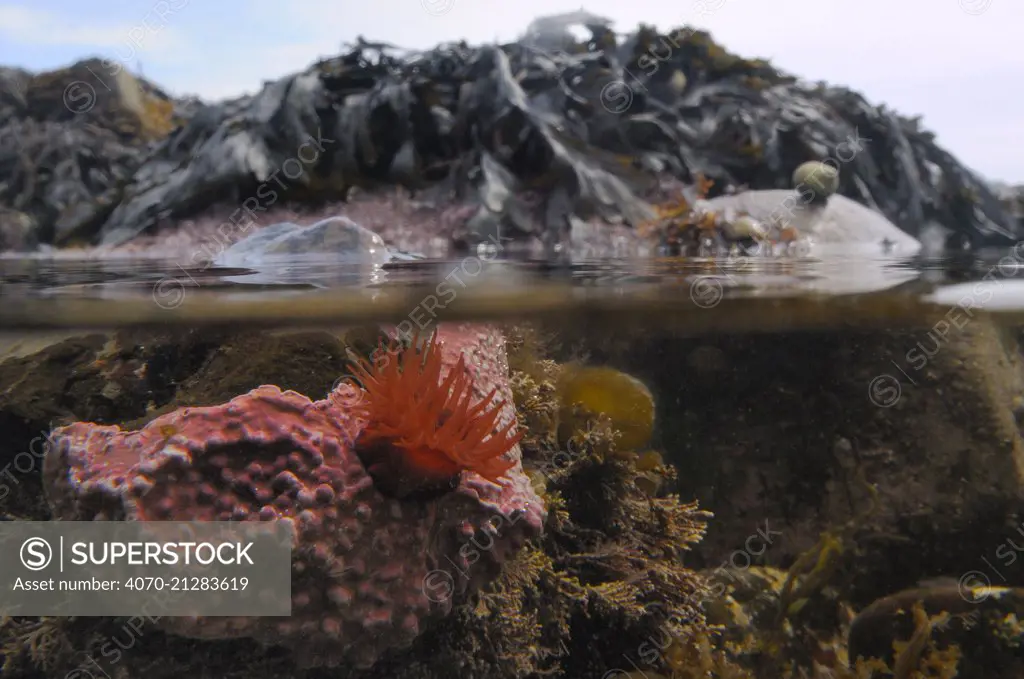 Split level view of a Beadlet anemone (Actinia equina) attached to a boulder encrusted with Maerl (Lithothamnion glaciale) a red coralline alga, in a large rockpool, Crail, Scotland, UK, July