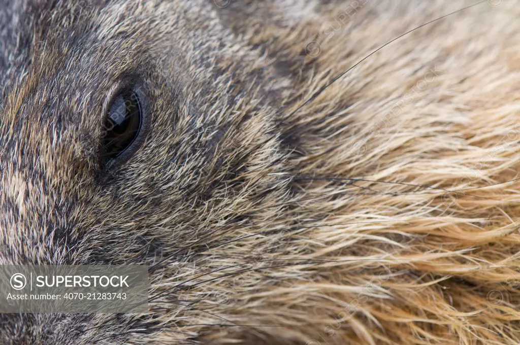 Close-up of Alpine marmot (Marmota marmota) fur and eye,  Hohe Tauern National Park, Austria, July