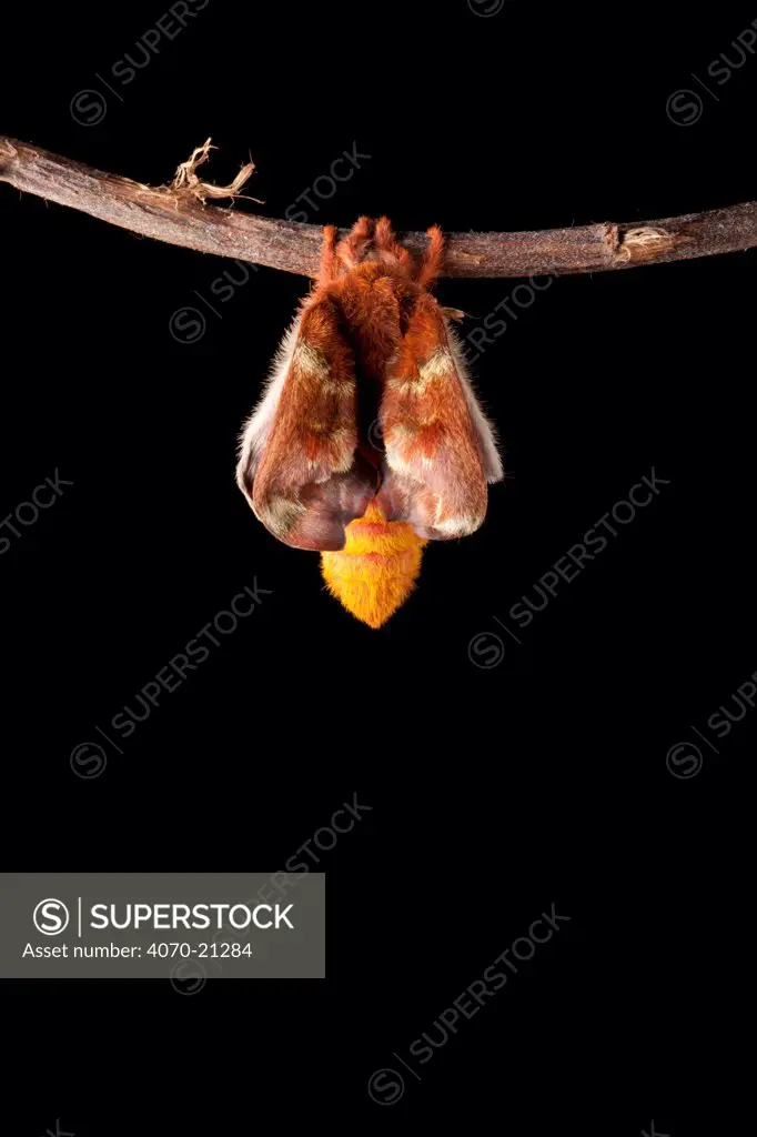 Bullseye Moth (Automeris io) showing wings expanding after emerging from cocoon. Captive, originating from North and Central America. Sequence 4 of 10.