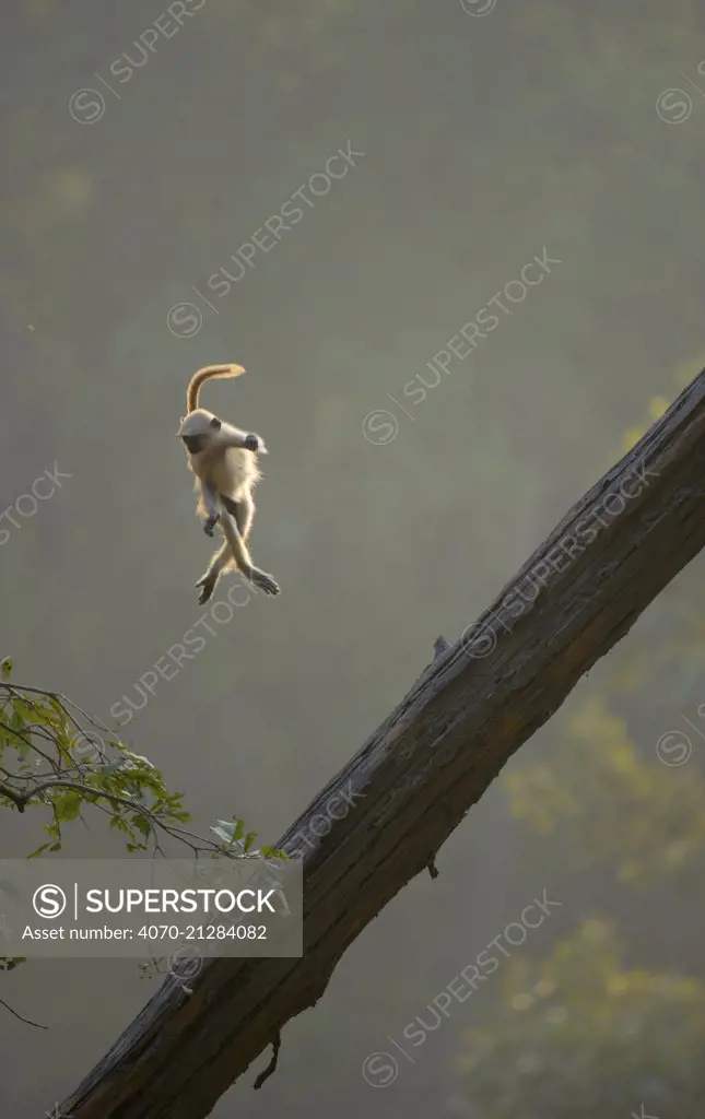 Hanuman / Northern Plains Grey Langur (Presbytis entellus) youngster in mid-air leaping from a sloping tree trunk to a nearby tree sapling. Bandhavgarh National Park, India. Non-ex.