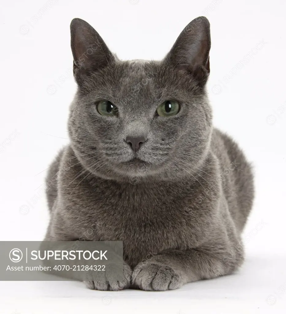 Russian Blue female cat with green eyes.