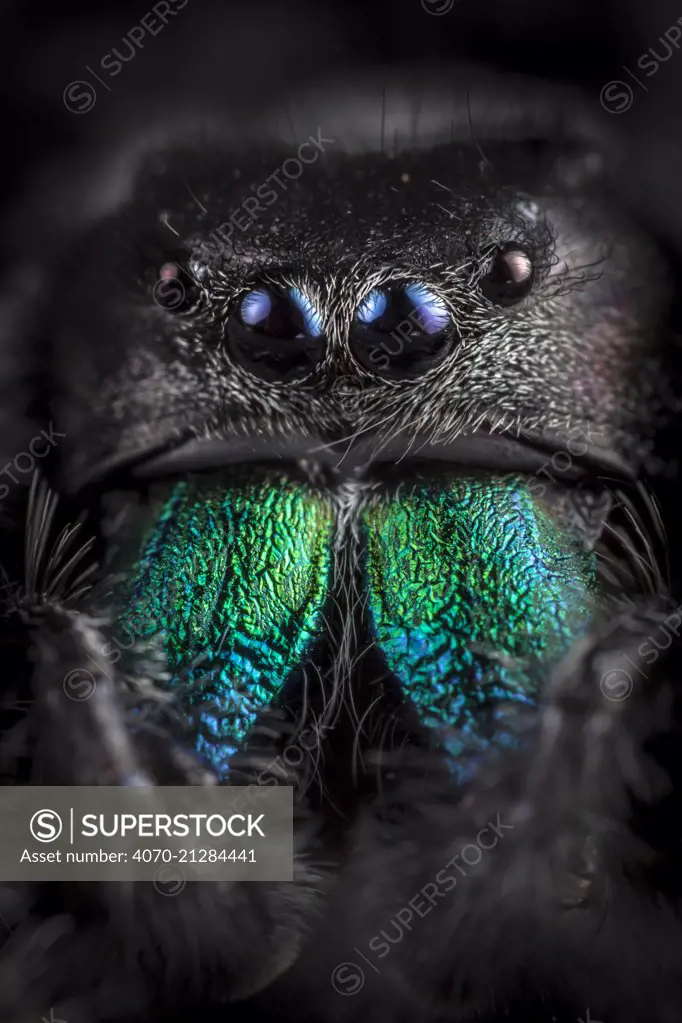 Regal Jumping Spider (Phidippus regius) male, close-up showing irridescent mandibles. Captive. Endemic to North America.
