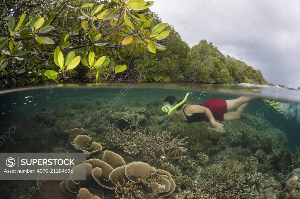 Coral reef split level with mangroves with snorkeller, Raja Ampat, West Papua, Indonesia, February 2012 Model released.