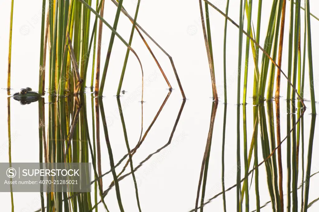 Green frog (Rana esculente) hiding in reeds Hondeven fen, east Holland, August