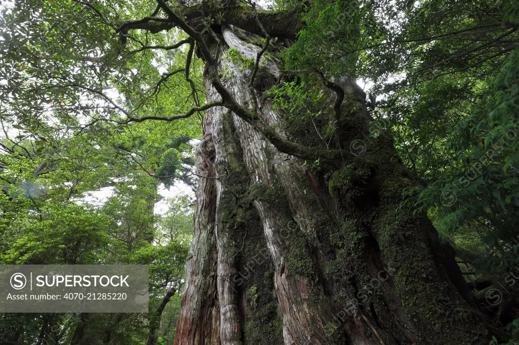 Ancient tree, Yakushima Island, UNESCO World Heritage Site, Kagoshima Japan, June 2008