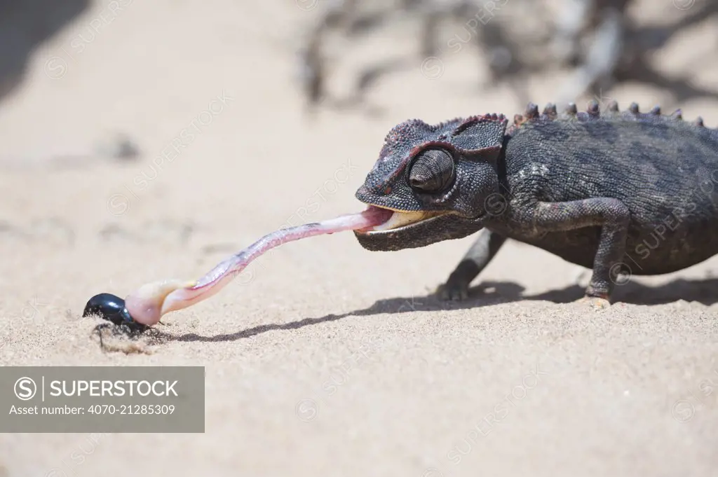 Desert Chameleon (Chamaeleo namaquensis) catching insect, Namib desert, Namibia