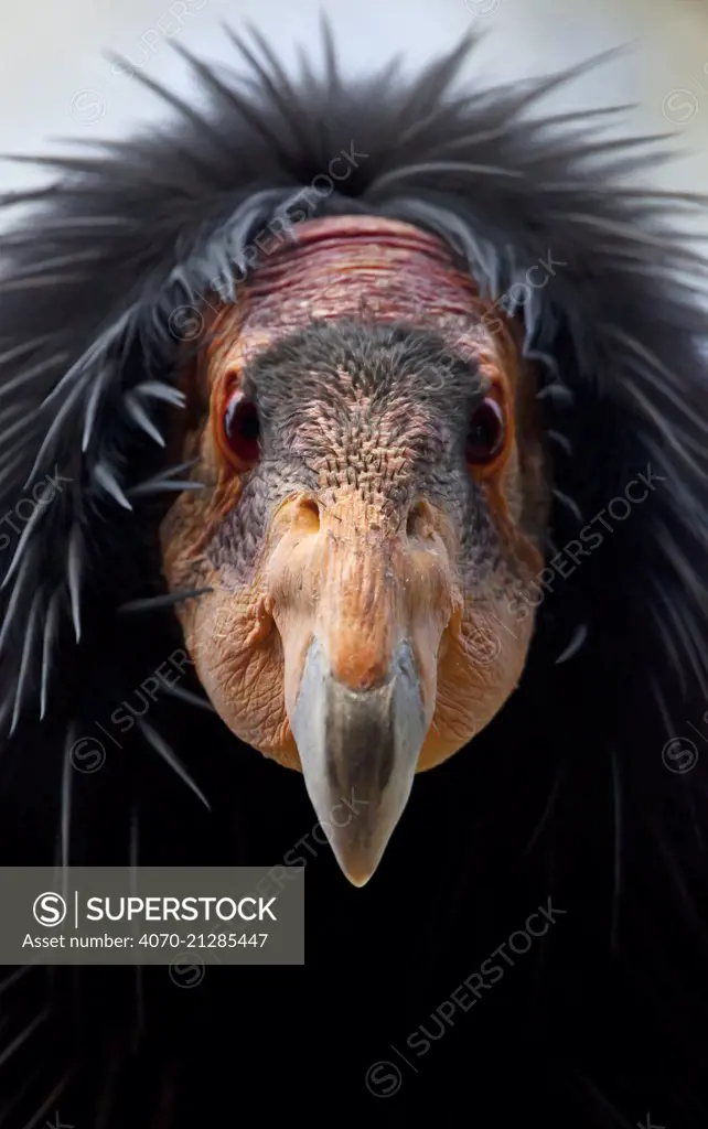 California condor (Gymnogyps californianus), IUCN Critically Endangered, captive.
