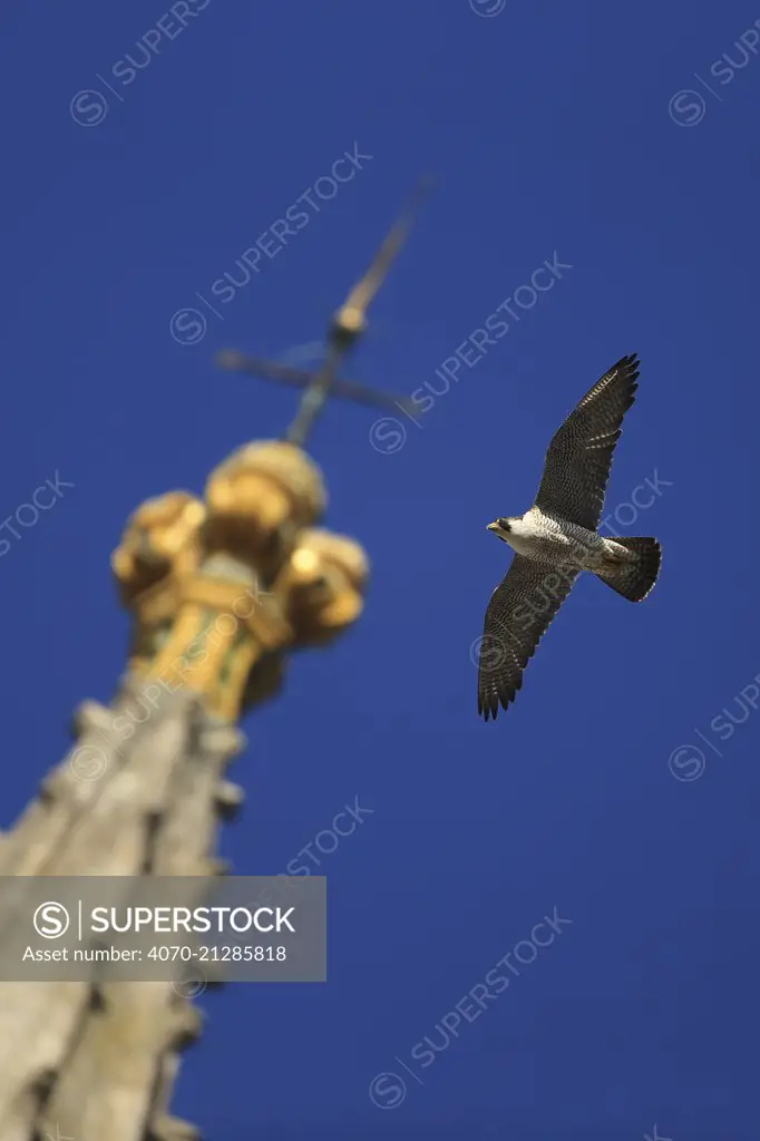 Peregrine falcon (Falco peregrinus) flying past spire, Norwich Cathedral, Norfolk, UK, June.