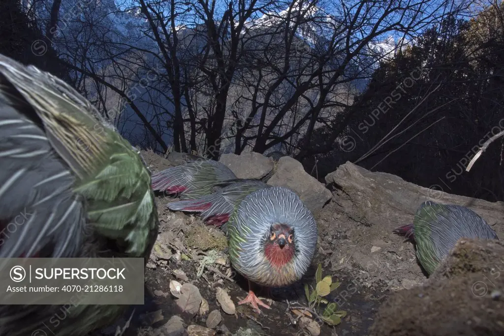 Blood pheasants (Ithaginis cruentus) foraging in habitat, one looking at the camera, Meli Snow Mountain National Park, Yunnan Province, China, January. Endemic. Taken with remote camera.
