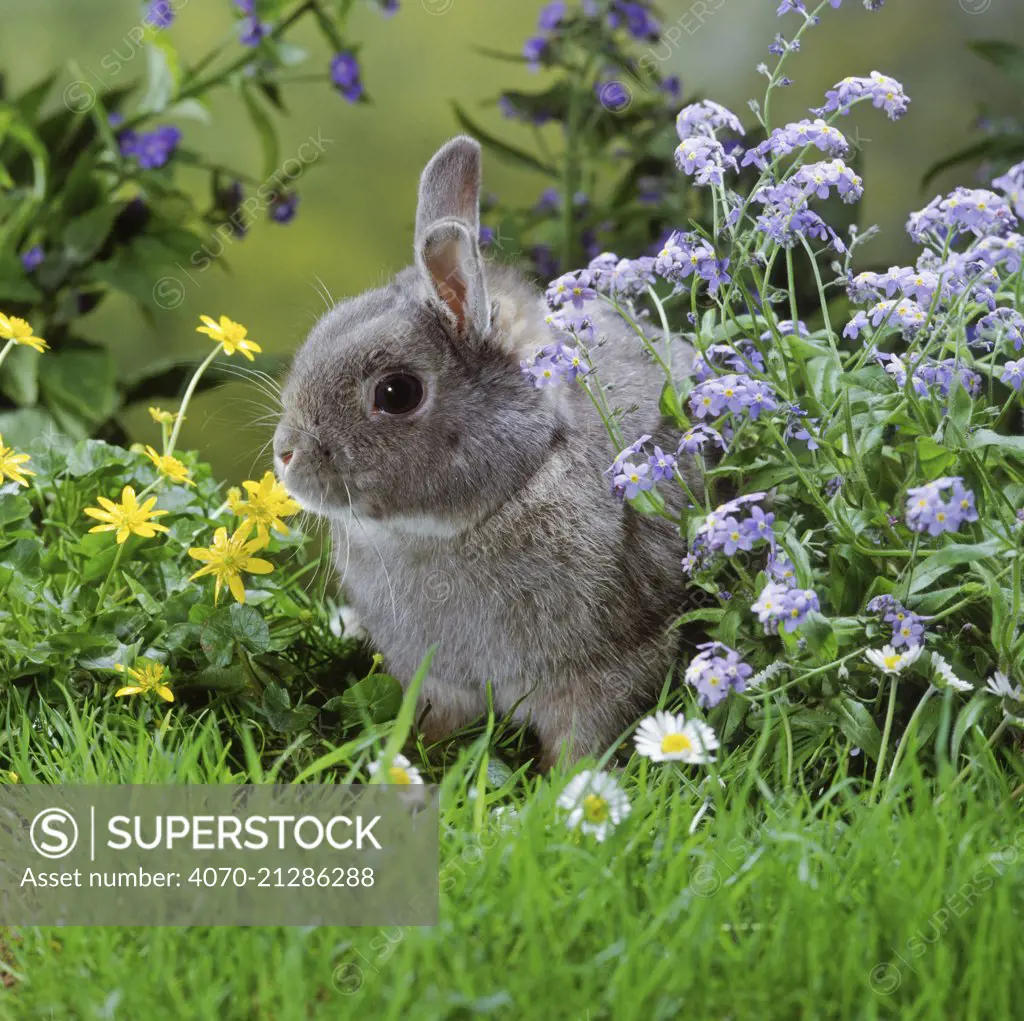 Siamese Sable Dwarf rabbit among flowers.