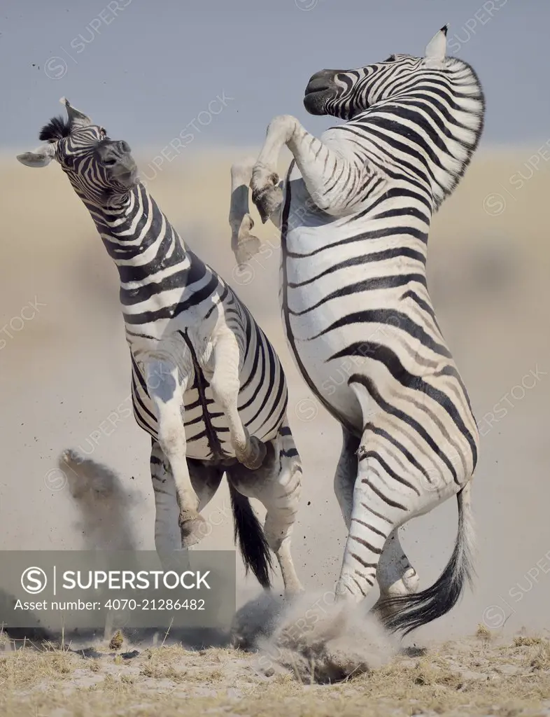 Two Burchell's / Plains zebra (Equus quagga / burchelli) stallions on hind legs fighting, Etosha National Park, Namibia, July.