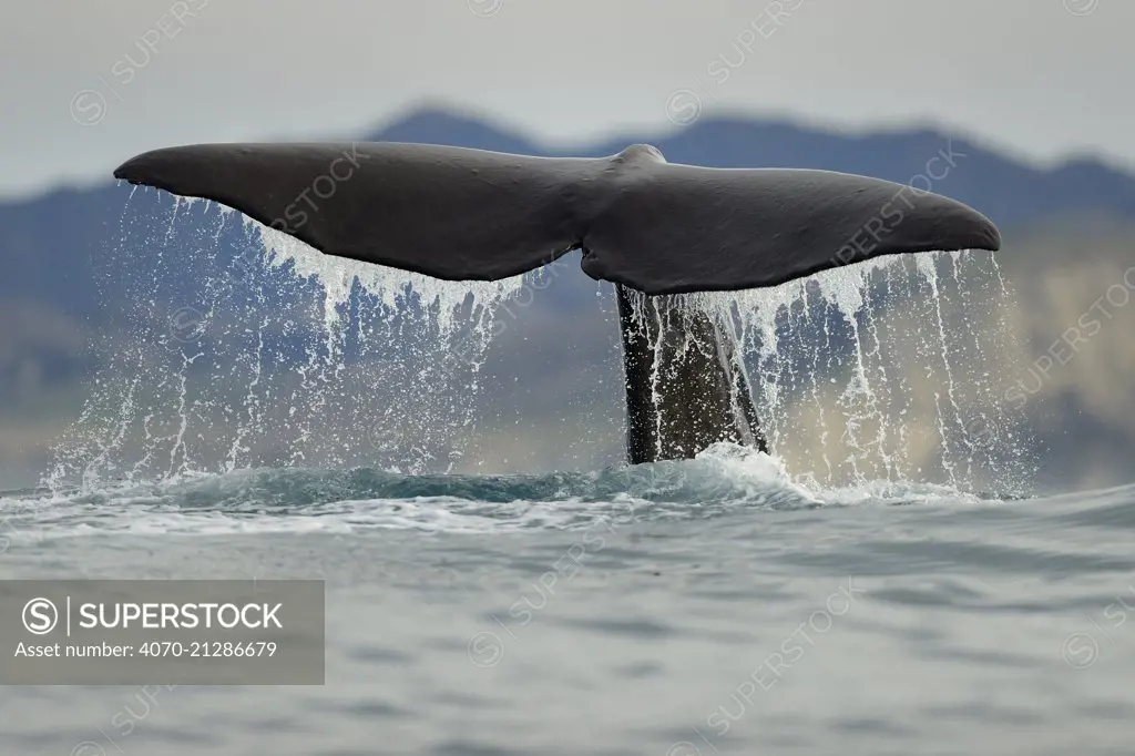 Sperm whale (Physeter macrocephalus) tail fluke above water during dive, Kaikoura, New Zealand, July, Vulnerable species.