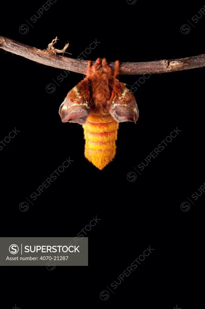 Bullseye Moth (Automeris io) showing wings expanding after emerging from cocoon. Captive, originating from North and Central America. Sequence 1 of 10.