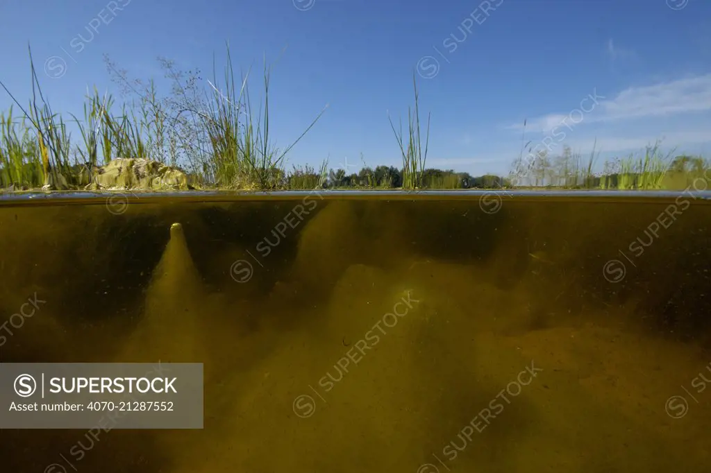 Algae producing oxygen, which caught on hairs of algae pull the algae towards the surfaces, in small lake, Holland. August.