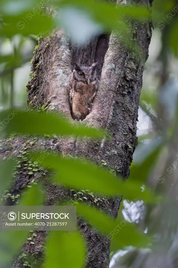 Tropical Screech Owl (Megascops choliba) perched in tree hole in rainforest canopy. Cristalino State Park, Amazonia, Brazil, South America.