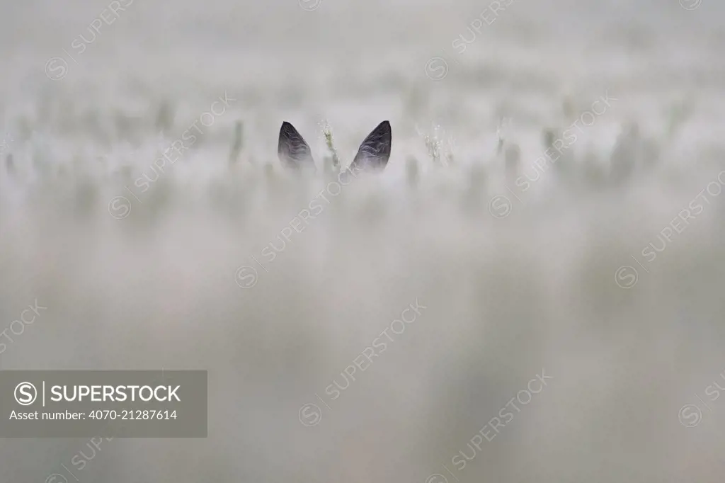 Roe deer (Capreolus capreolus) female, ears poking out of vegetation, Vosges, France, June.