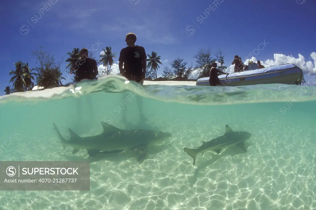 Sicklefin lemon shark (Negaprion acutidens) and Blacktip reef shark  (Carcharhinus melanopterus) with people standing in the water, and a RIB in the background, lagoon of Picard Island, Aldabra, Seychelles, Indian Ocean.