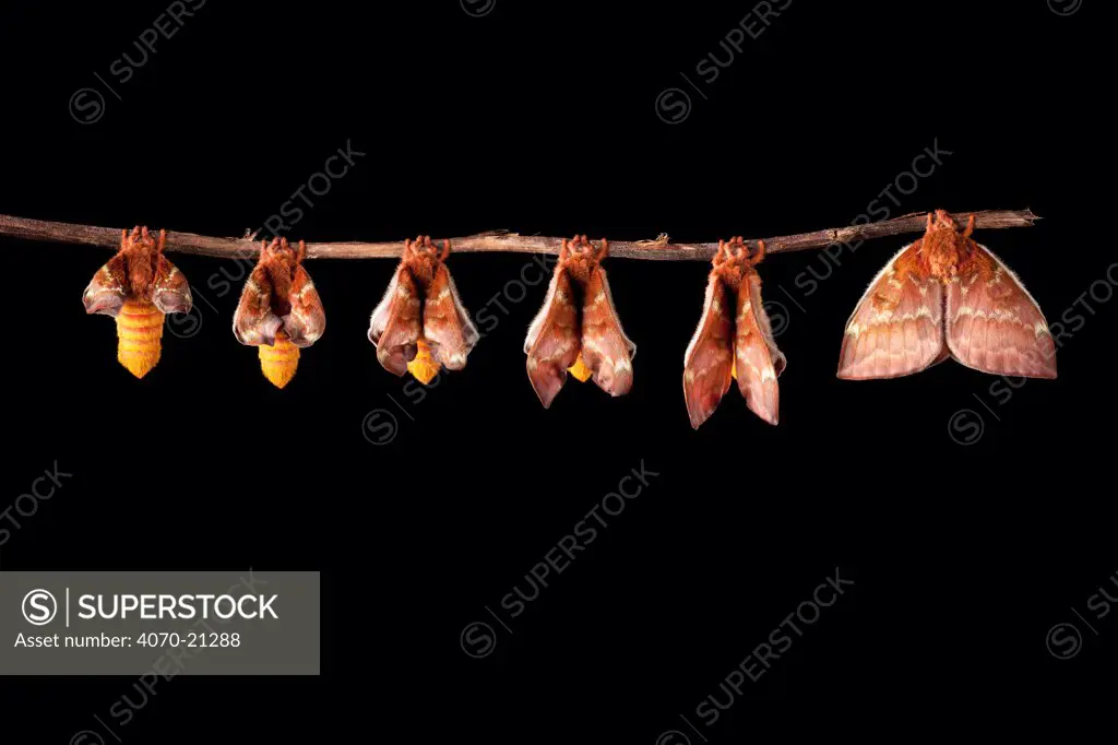 Bullseye Moth (Automeris io) showing wings expanding after emerging from cocoon. Captive, originating from North and Central America. Digital composite sequence