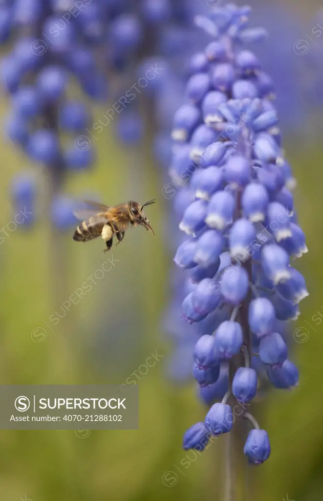 Honey bee (Apis mellifera) visiting Grape hyacinth, Sheffield, UK
