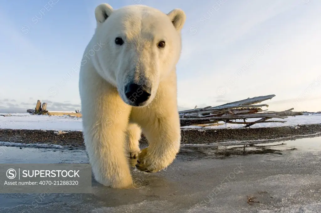 Polar bear (Ursus maritimus) curious subadult along a barrier island in autumn, Beaufort Sea, off the 1002 area of the Arctic National Wildlife Refuge, North Slope, Alaska