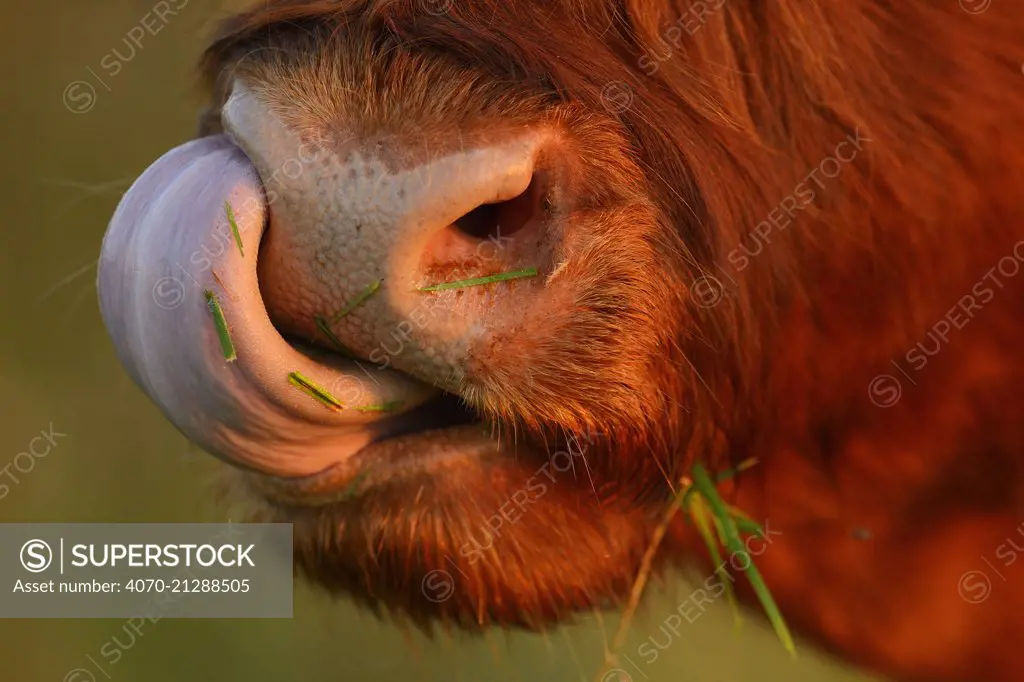 Highland cattle cow (Bos taurus) cleaning nose with tongue, Aurochs breeding site run by The Taurus Foundation, Keent Nature Reserve, The Netherlands, September.