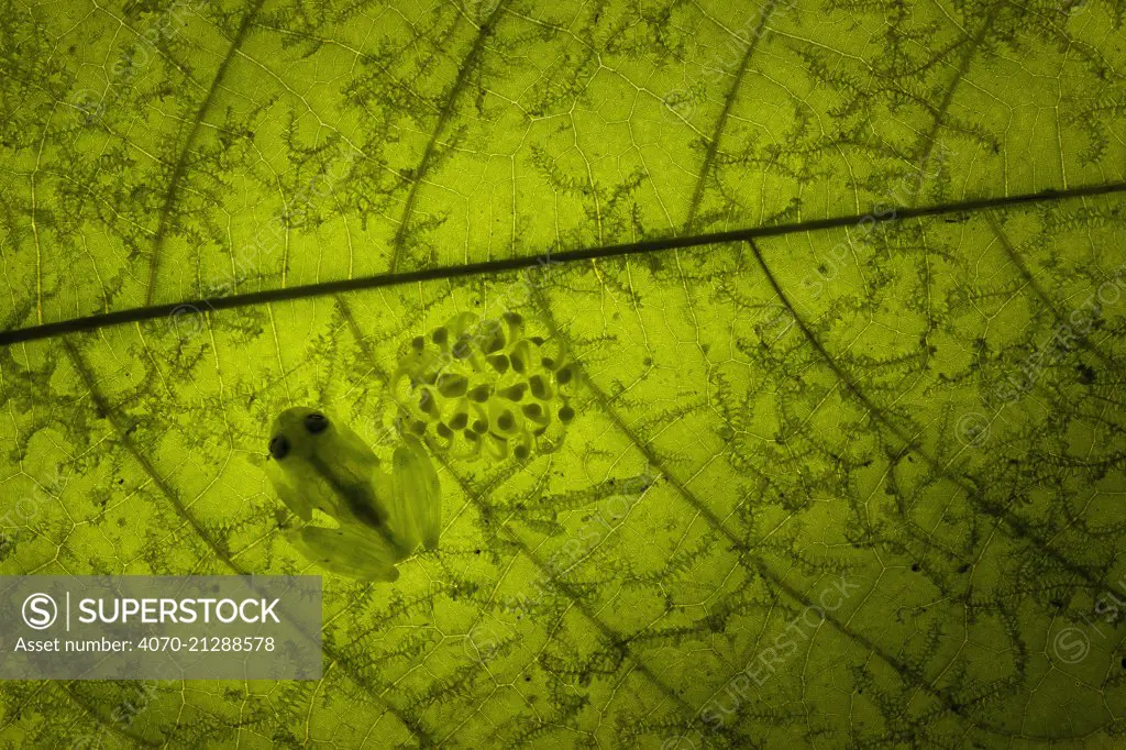 Reticulated Glass Frog (Hyalinobatrachium valerioi) male guarding egg clutch on leaf, Costa Rica. Finalist, Wildlife Photographer of the Year (WPOY) 2014 competition, Amphibians and Reptiles category.