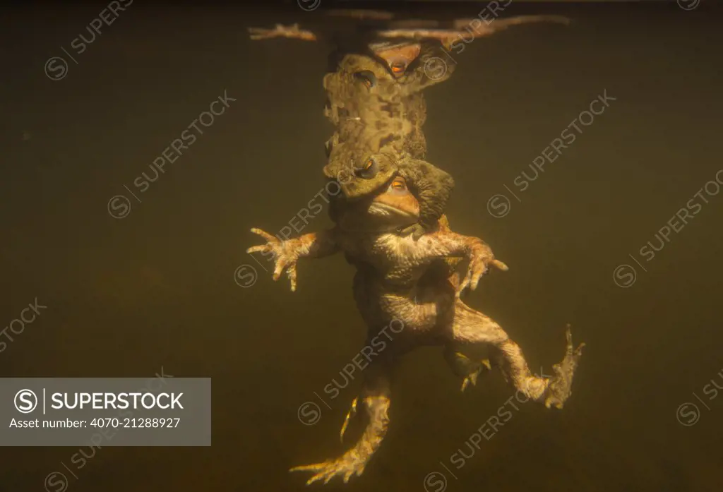 Toads (Bufo bufo) two males and female, in amplexus in a pond, underwater image, Yorkshire, England, UK, April. Highly Commended in the Animal Behaviour Category of BWPA competition 2014.