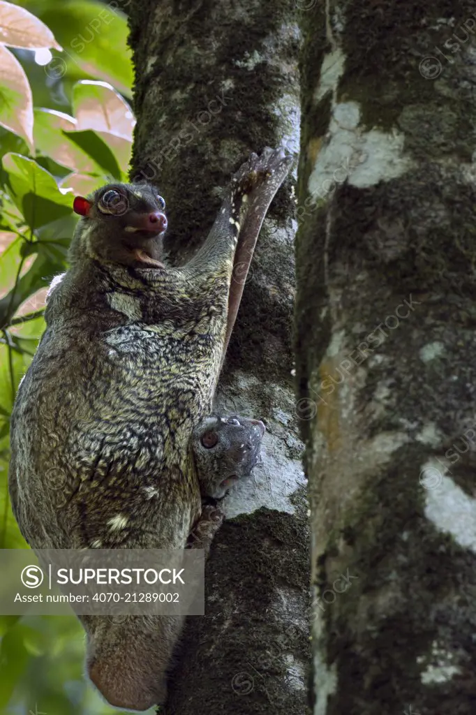 Colugo or 'Flying Lemur' female and baby clinging to a tree (Cynocephalus variegatus). Bako National Park, Sarawak, Borneo, Malaysia.
