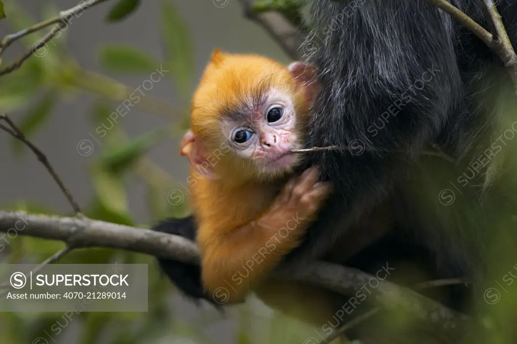 Silvered / silver-leaf langur (Trachypithecus cristatus) orange coloured young baby aged 1-2 weeks playfully chewing a twig. Bako National Park, Sarawak, Borneo, Malaysia.