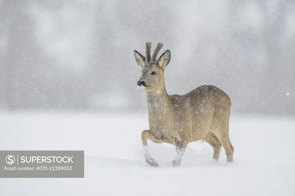 Roe deer (Capreolus capreolus) buck in snowy field, Vesneri, southern Estonia, March. Winner of the Animal stories portfolio in the Melvita Nature Images Awards competition 2014.