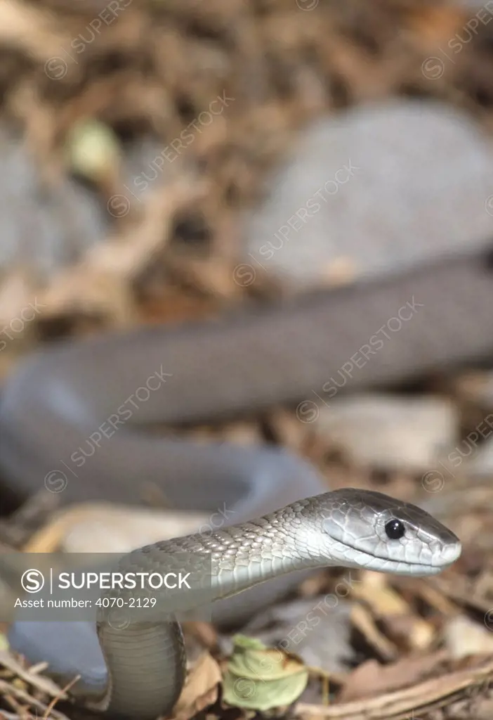 Black mamba snake Dendroaspis polylepis} captive 
