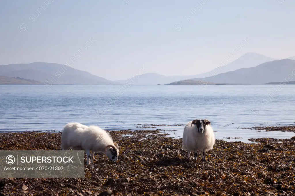 Sheep (Ovis aries) feeding on seaweed at low tide. Isle of Skye, Inner Hebrides, Scotland, UK, March 2012.