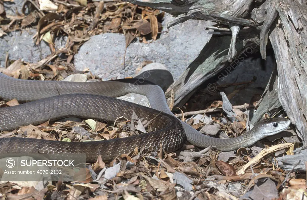 Black mamba snake Dendroaspis polylepis} captive, from Africa 