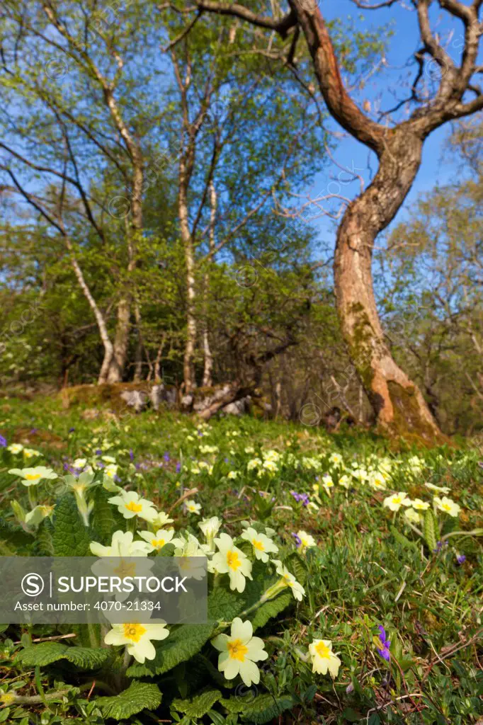 Primroses (Primula vulgaris) flowering in woodland clearing. Yorkshire Dales National Park, UK, April.