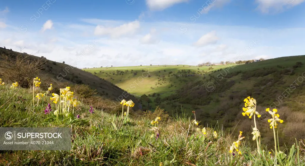 Cowslips (Primula veris) growing on the slopes of a limestone dale. Peak District National Park, Derbyshire, UK, April.