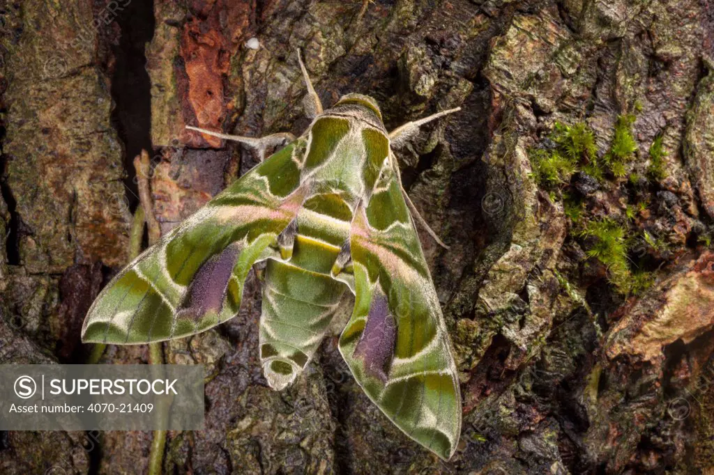 Oleander Hawkmoth (Daphnis nerii) male against bark. Captive insect, a rare but fairly regular immigrant to the UK.